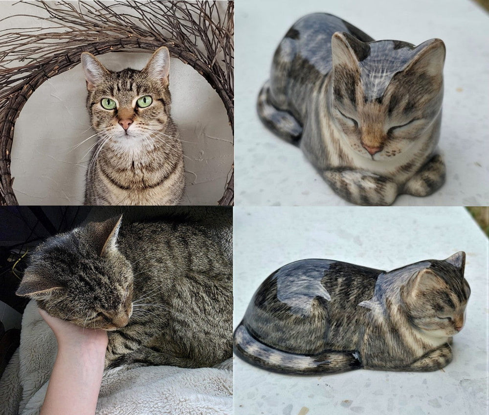 Collage of a cat in various poses with a neutral background